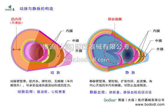 深靜脈血栓形成的預(yù)防與護(hù)理