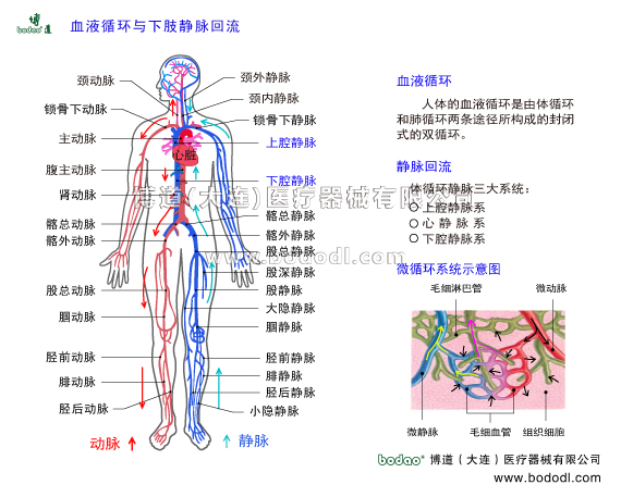 靜脈曲張的預(yù)防與治療
