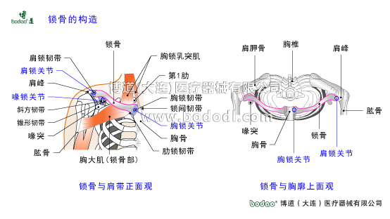 鎖骨的常見傷病與健康防護(hù)