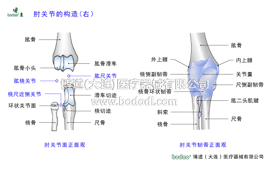 肘關(guān)節(jié)構(gòu)造及其常見(jiàn)傷病