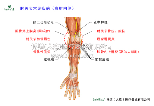 肘關(guān)節(jié)構(gòu)造及其常見傷病