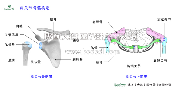 肩關節(jié)的常見疾病與健康防護