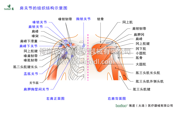 肩關節(jié)的常見疾病與健康防護