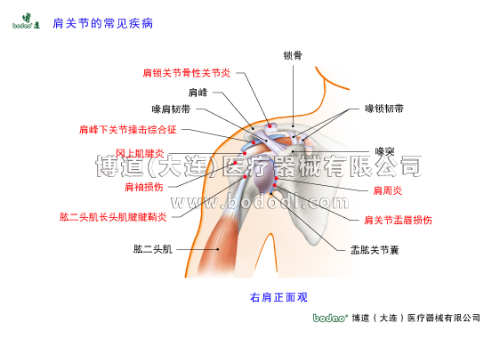 肩關節(jié)的常見疾病與健康防護