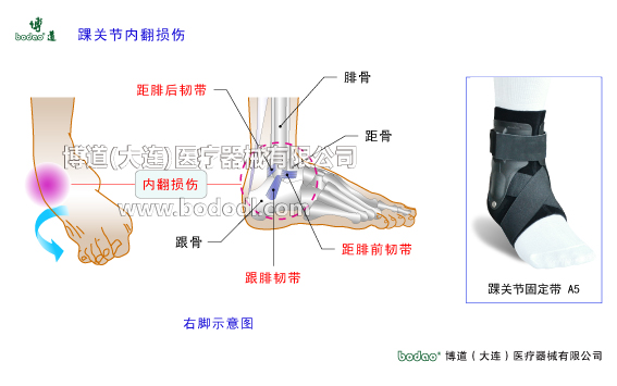 踝關節(jié)的構造與常見傷病