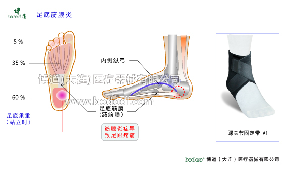 踝關節(jié)的構造與常見傷病
