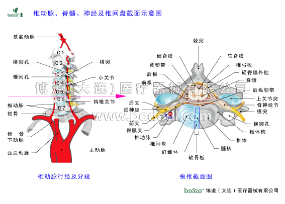 頸椎常見疾病與健康防護