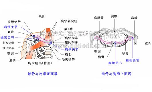 鎖骨的常見傷病與健康防護