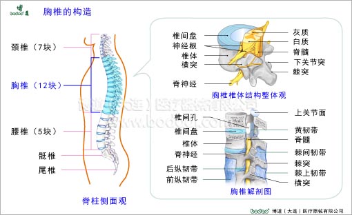 脊椎部疾病與健康護(hù)理