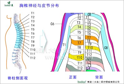 脊椎部疾病與健康護理