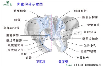 骨盆疾病與健康護(hù)理