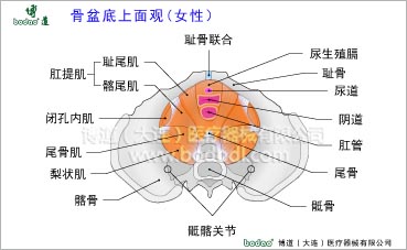 骨盆疾病與健康護(hù)理