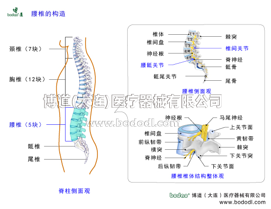 腰椎的構(gòu)造博道腰椎固定帶腰椎結(jié)構(gòu)腰椎病的預(yù)防與康復(fù)治療脊柱側(cè)面觀頸椎有幾塊胸椎有塊腰椎有5塊腰椎側(cè)面觀骶椎尾骨棘突腰椎間盤突出腰神經(jīng)根腰椎間關(guān)節(jié)腰骶關(guān)節(jié)骶尾關(guān)節(jié)腰椎體解剖圖馬尾神經(jīng)髓核軟骨板纖維環(huán)腰椎小關(guān)節(jié)前縱韌帶后縱韌帶黃韌帶棘上韌帶棘間韌帶腰椎管椎間孔脊髓脊神經(jīng)構(gòu)造腰神經(jīng)節(jié)橫突上下關(guān)節(jié)突關(guān)節(jié)醫(yī)用護(hù)腰帶髓核纖維環(huán)軟骨板腰肌勞損腰椎退行性病變骨質(zhì)增生日本護(hù)腰高彈力透氣醫(yī)用護(hù)腰帶閃腰扭腰腰圍