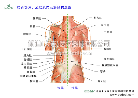 腰背部深淺層肌肉及胸腰筋膜構(gòu)造博道腰椎固定帶透氣性醫(yī)用護(hù)腰腰肌勞損又名功能性腰痛、腰部軟組織勞損，是腰部軟組織損傷的代表性傷病，主要是指腰背部及腰骶部相關(guān)肌肉、韌帶等軟組織的慢性損傷。腰部淺層有呈直角三角形的背闊肌，深層有位于腰椎內(nèi)外兩側(cè)、強(qiáng)勁有力的豎脊?。睦呒?、最長肌、棘肌）以及多裂肌、回旋肌、腰方肌、腰大肌等。其中，豎脊肌、多裂肌、腰大肌這3組肌肉組織在腰部活動中負(fù)擔(dān)最大，受損傷最多。