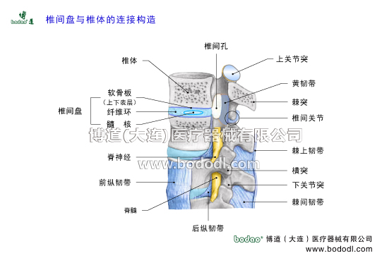 腰椎間盤的構(gòu)造腰椎間盤是腰椎的核心，與后側(cè)的關(guān)節(jié)突關(guān)節(jié)形成穩(wěn)固的三角構(gòu)造，確保腰椎的穩(wěn)定。博道腰部固定帶日本透氣性醫(yī)用護(hù)腰對腰椎間盤突出癥的固定防護(hù)作用。腰椎間盤比頸椎間盤胸椎間盤厚，最厚處9mm。腰椎間盤憑借著腰背肌的良好功能而極具穩(wěn)定性，且富有韌性和彈性，具有強(qiáng)大的抗壓能力。腰椎間盤突出的主要原因與防護(hù)治療。腰椎間盤突出膨出及脫出的主要癥狀。
