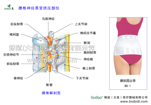 腰椎神經(jīng)易受擠壓部位，腰椎病的預(yù)防與治療博道腰部固定帶醫(yī)用透氣性護(hù)腰。腰椎病的病癥種類與康復(fù)護(hù)理腰椎固定帶腰椎構(gòu)造解剖圖腰椎間盤突出腰椎退行性改變?nèi)毡就笟庾o(hù)腰腰肌勞損椎管椎間孔棘突上下關(guān)節(jié)突神經(jīng)根脊神經(jīng)馬尾神經(jīng)交感神經(jīng)節(jié)前縱韌帶后縱韌帶椎間關(guān)節(jié)椎間關(guān)節(jié)囊椎間盤膨出退變馬尾綜合征小關(guān)節(jié)紊亂腰背肌筋膜炎急慢性腰疼腰椎壓縮哦性骨折腰椎矯正帶腰椎椎管狹窄腰椎滑脫分離癥腰椎峽部裂峽部不連腰骶關(guān)節(jié)勞損骶髂關(guān)節(jié)炎
