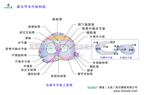 膝關(guān)節(jié)半月板的構(gòu)造與功能。半月板位于股骨髁與脛骨平臺之間由內(nèi)側(cè)半月板和外側(cè)半月狀纖維軟骨組成。膝關(guān)節(jié)半月板損傷的原因、癥狀與治療方法。膝關(guān)節(jié)的構(gòu)造。膝關(guān)節(jié)半月板上面觀。博道醫(yī)用膝關(guān)節(jié)固定帶可調(diào)式半月板術(shù)后卡盤固定支架可調(diào)式膝關(guān)節(jié)置換固定支架膝關(guān)節(jié)骨折固定支具髕韌帶髕下脂肪墊脛骨外髁髂脛束外側(cè)副韌帶腘肌腱腘弓狀韌帶板股后韌帶腘斜韌帶后交叉韌帶半膜肌內(nèi)側(cè)副韌帶MCL脛骨內(nèi)髁膝關(guān)節(jié)囊滑膜前交叉韌帶ACL膝