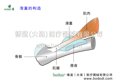 膝關(guān)節(jié)滑囊炎博道醫(yī)用護膝關(guān)節(jié)固定帶膝關(guān)節(jié)周圍滑囊炎滑囊的構(gòu)造與作用。膝關(guān)節(jié)有多少個滑囊髕上囊腘肌囊腓腸肌內(nèi)側(cè)囊髕前囊髕下淺囊髕下深囊股二頭肌腱與腓側(cè)副韌帶和腓骨頭間滑囊腓側(cè)副韌帶與腘肌腱間滑囊腓腸肌外側(cè)囊鵝足囊半膜肌囊半膜肌固有囊半膜肌半腱肌囊半膜肌與腓側(cè)副韌帶囊髕前滑囊炎髕下深滑囊炎鵝足滑囊炎腘窩滑囊炎膝關(guān)節(jié)滑囊炎專用加壓固定帶，膝關(guān)節(jié)固有滑囊，鵝足腱肌腱炎的癥狀與治療，透氣性加壓護膝保暖矯形加壓