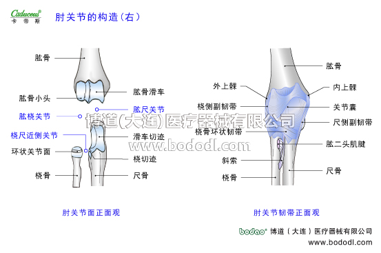 肘關(guān)節(jié)的運動損傷與防護(hù)