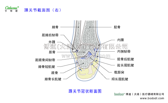 踝關(guān)節(jié)的運(yùn)動(dòng)損傷與防護(hù)