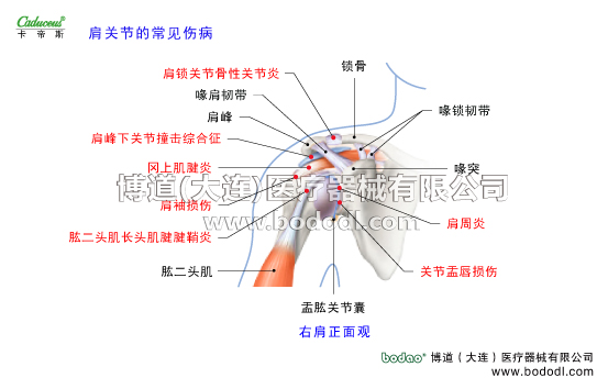 肩關節(jié)的運動損傷與防護