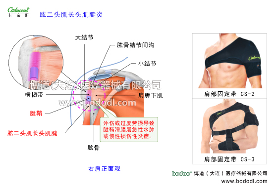 肩關節(jié)的運動損傷與防護