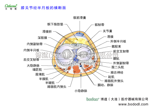 膝關(guān)節(jié)的運(yùn)動(dòng)損傷與防護(hù)