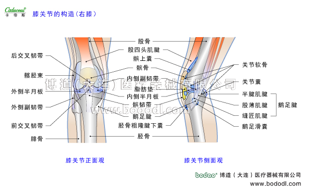 膝關(guān)節(jié)的運(yùn)動(dòng)損傷與防護(hù)