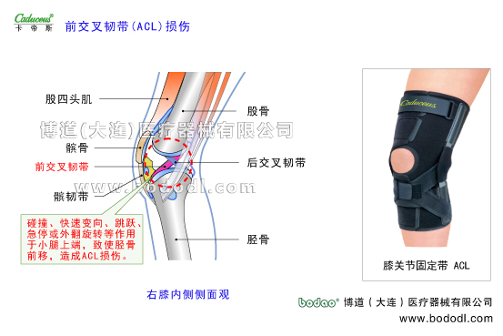 膝關(guān)節(jié)的運(yùn)動(dòng)損傷與防護(hù)
