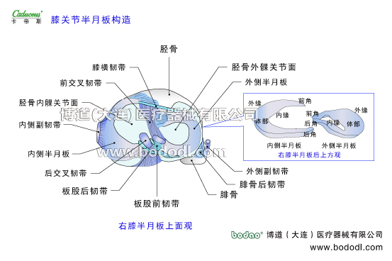 膝關(guān)節(jié)的運(yùn)動(dòng)損傷與防護(hù)
