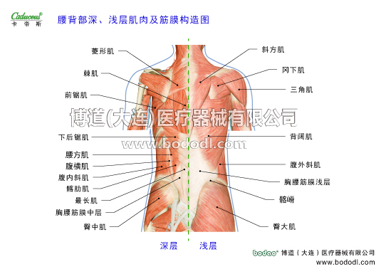 腰椎部的運(yùn)動(dòng)損傷與防護(hù)