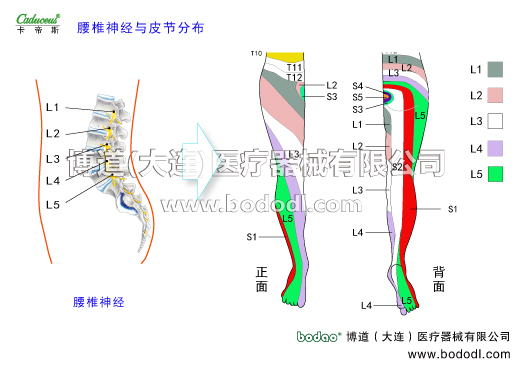 腰椎部的運(yùn)動(dòng)損傷與防護(hù)