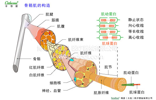 肌肉痙攣與加壓防護