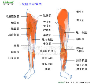 肌肉損傷與運動防護