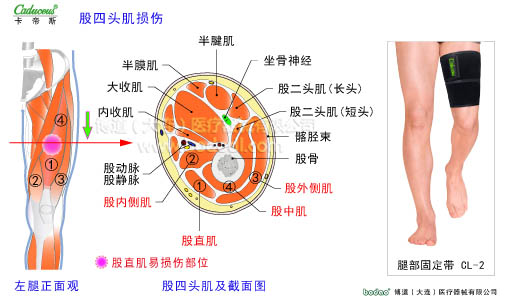 肌肉損傷與運動防護