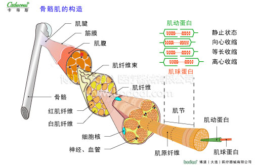 肌肉損傷與運動防護(hù)