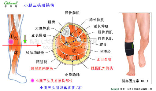 肌肉損傷與運動防護