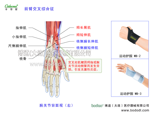 腕關(guān)節(jié)的運(yùn)動(dòng)損傷與防護(hù)