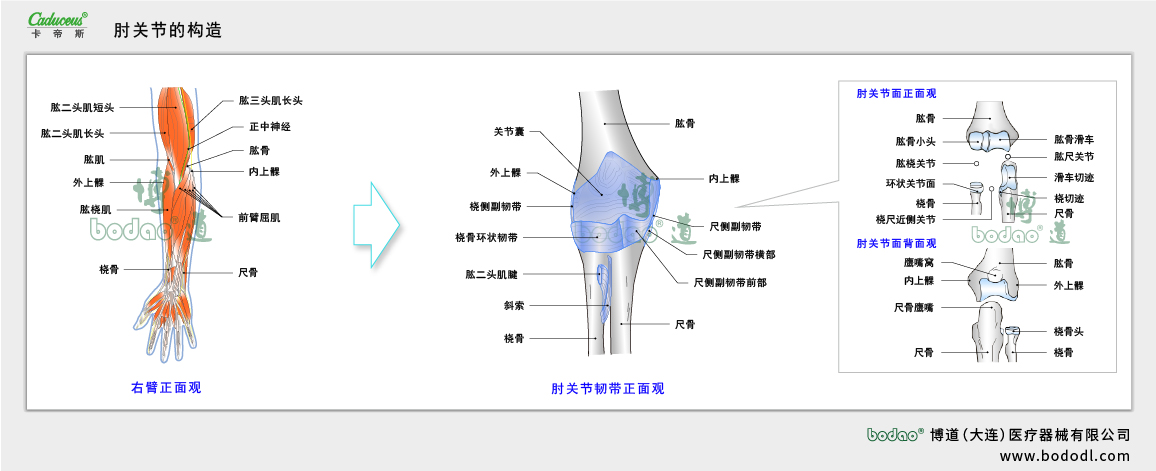 肘關(guān)節(jié)的構(gòu)造