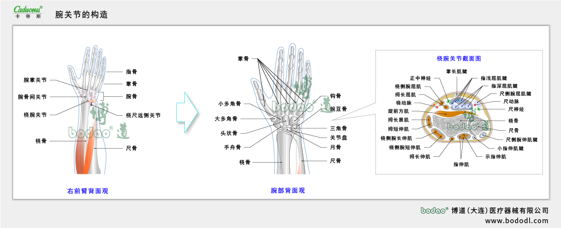 腕關節(jié)的構造