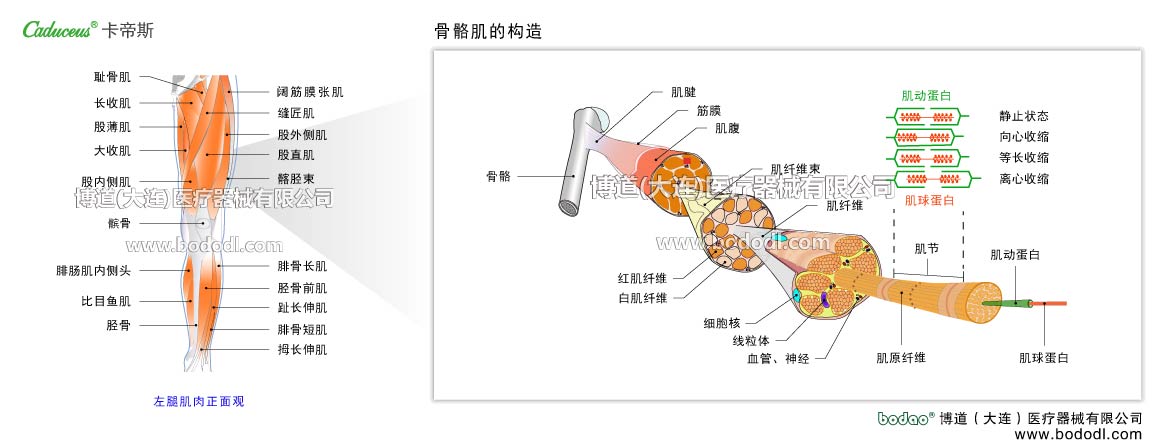 筋肉の構(gòu)造