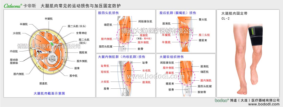 筋肉の主なスポーツ損傷