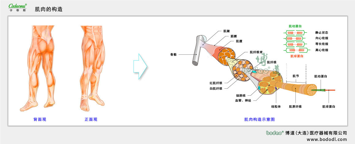 肌肉的構(gòu)造