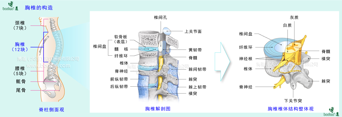 胸椎的構(gòu)造