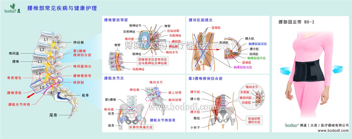 腰椎の構(gòu)造