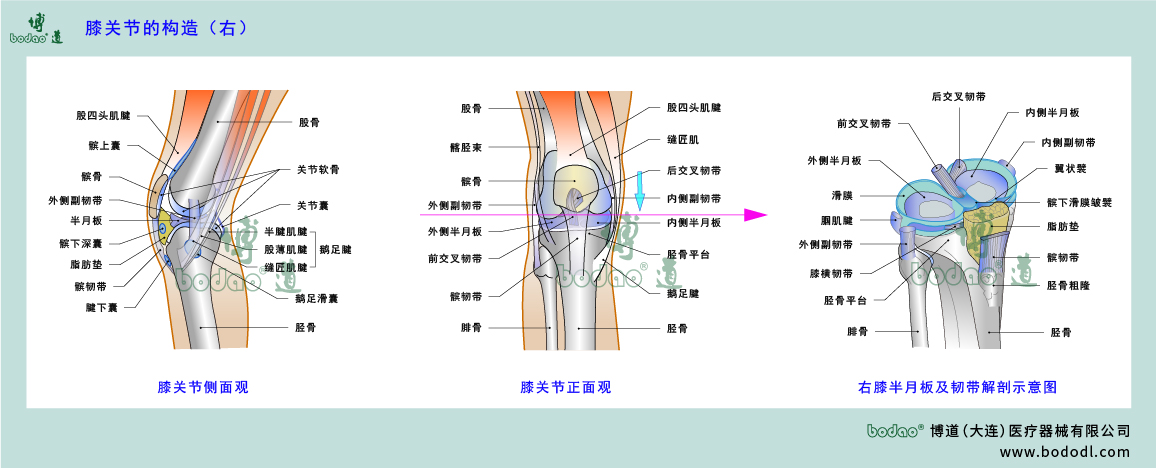 膝關(guān)節(jié)的構(gòu)造