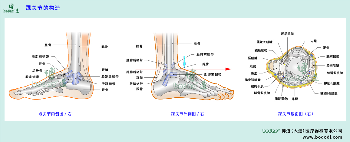 踝關(guān)節(jié)的構(gòu)造