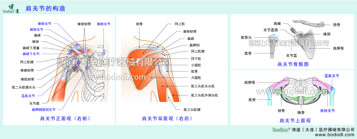 肩関節(jié)の構(gòu)造