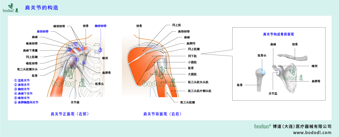 肩關(guān)節(jié)的構(gòu)造