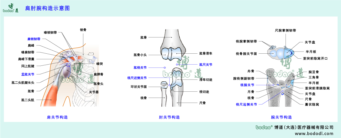 肩肘腕的構(gòu)造